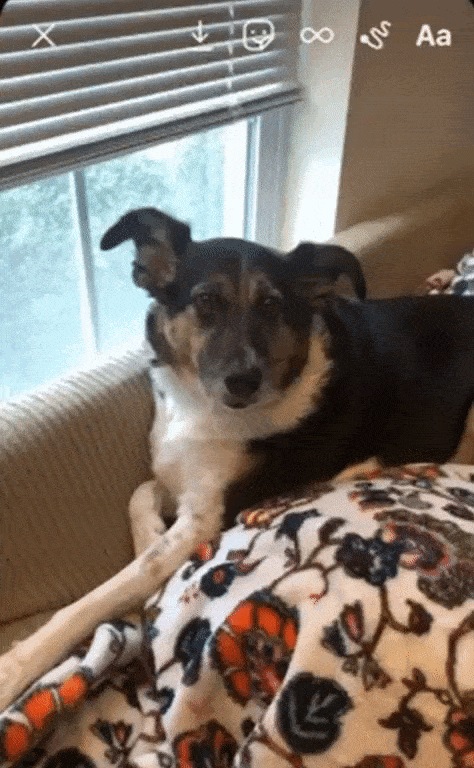 一只狗坐在沙发上的回旋镖照片