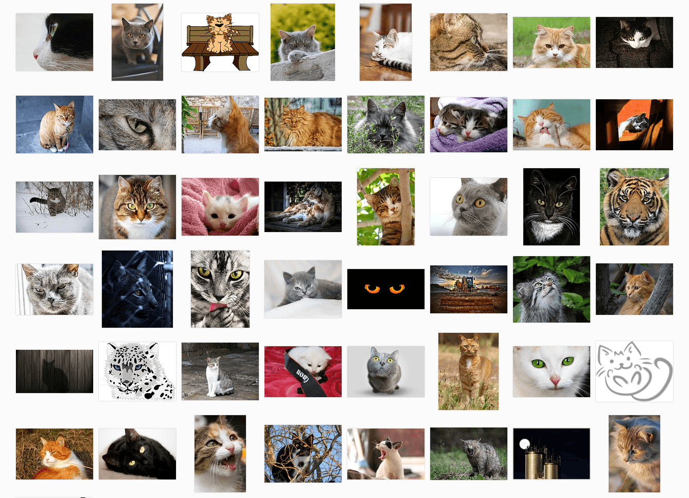 pixabay-cats