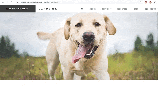 Animal hospital page speed web design