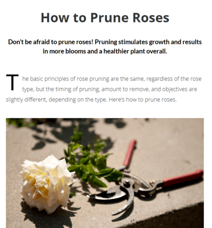 如何修剪玫瑰文章