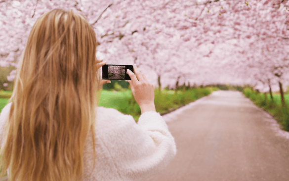 一位女士正在拍摄樱花树的照片